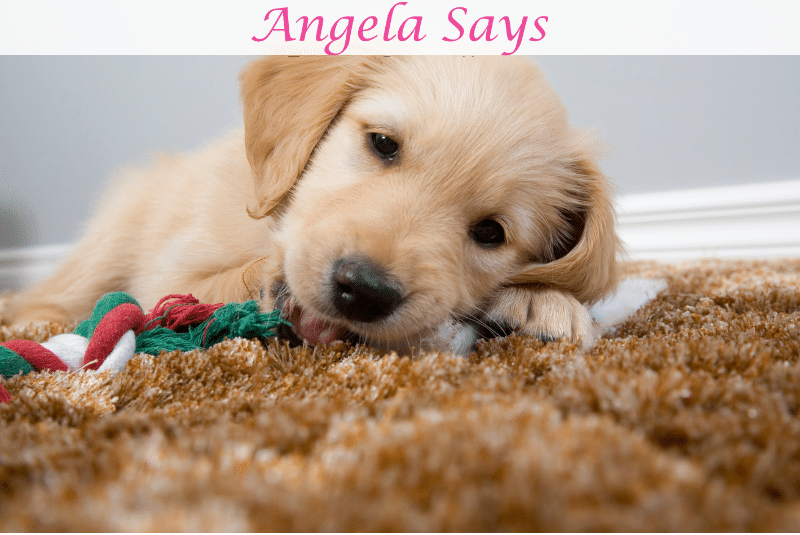 Considerations for Pet-Friendly Area Rugs