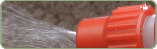 Carpet Stains Removal