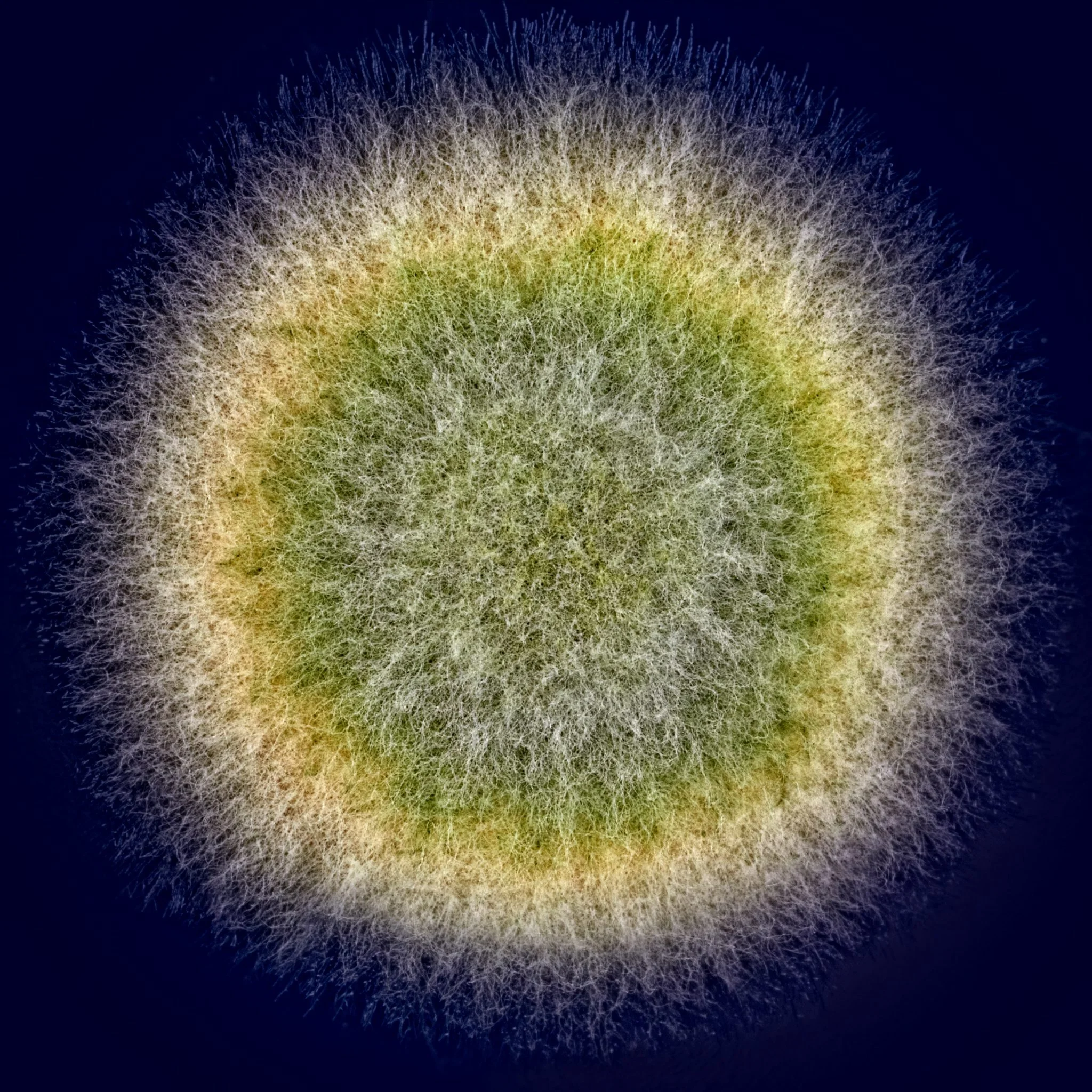A Mold Strain As Seen Under a Microscope