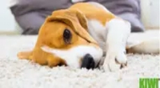Pet Stains Pet Stains